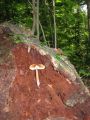 img_0495 * Just a mushroom