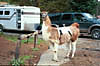 Lamas on Elkhart Trailhead