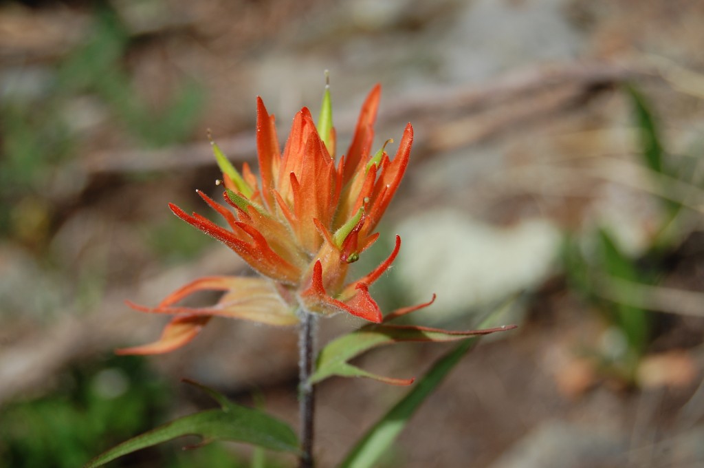 Цветок в долине Навахо - 1
