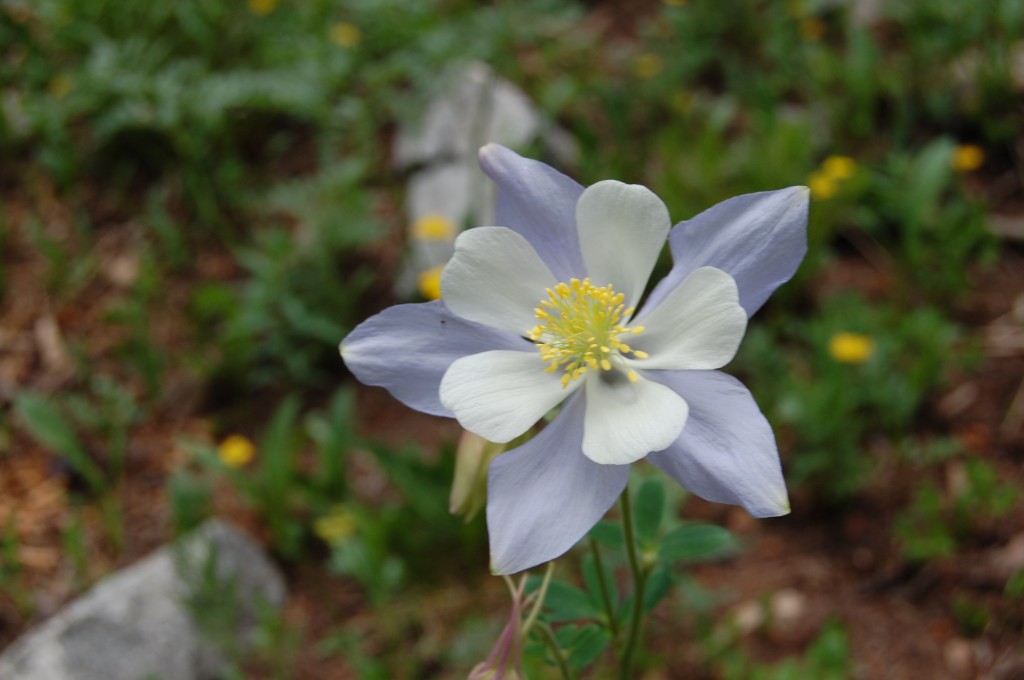 Цветок в долине Навахо - Aquilegia