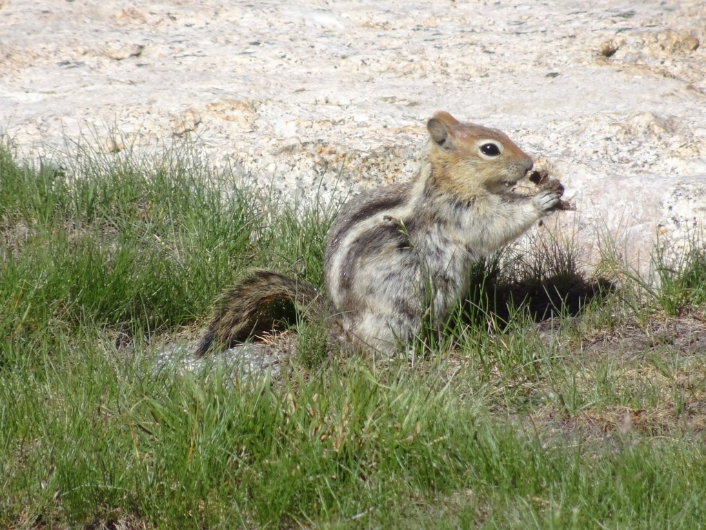 While Pasha and Andrew are climbing mt Dade, Vasily enjoys pine seeds. Photo credit Oleg Shakhtmeyster.