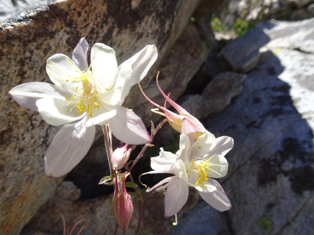 Sierra Columbine: it is the color of the cream and sunlight. Photo credit Oleg Shakhtmeyster.