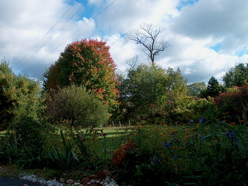 Albany_Backyard.jpg
