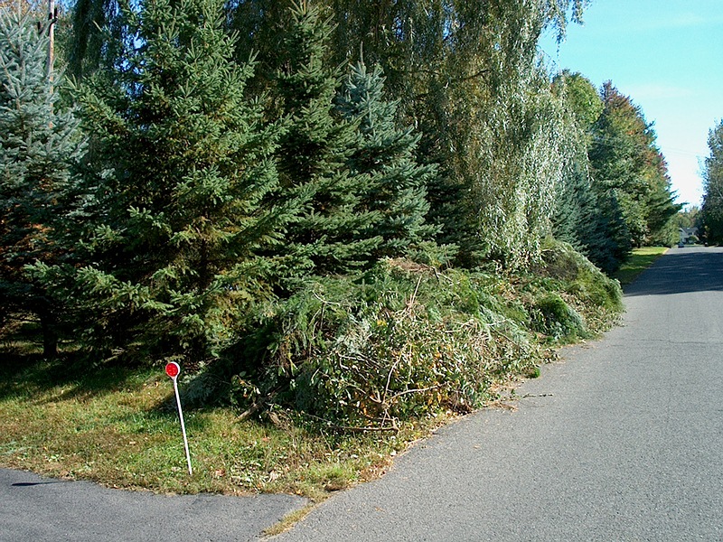 Removed_Trees.jpg