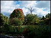 Albany_Backyard.jpg