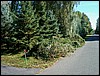 Removed_Trees.jpg