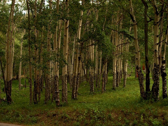 Birch_Forest.JPG