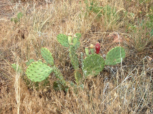 Bloomin'_Cactus.JPG