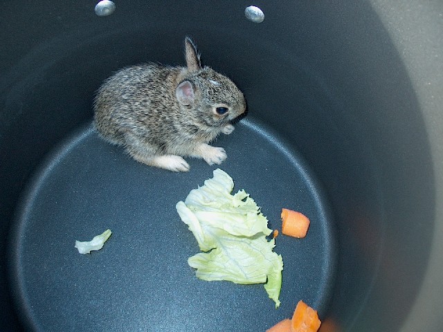 Bunny_Pot.JPG