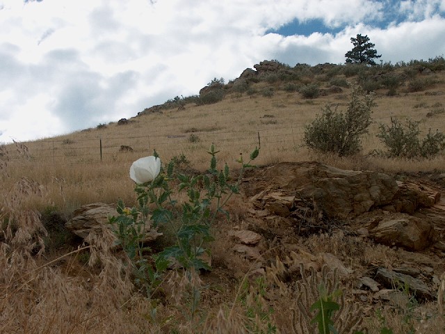 Flower_View.JPG