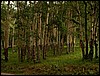 Birch_Forest.JPG