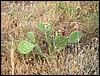 Bloomin'_Cactus.JPG