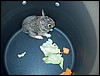 Bunny_Pot.JPG