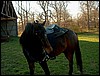 lunar_new_tack_2.jpg