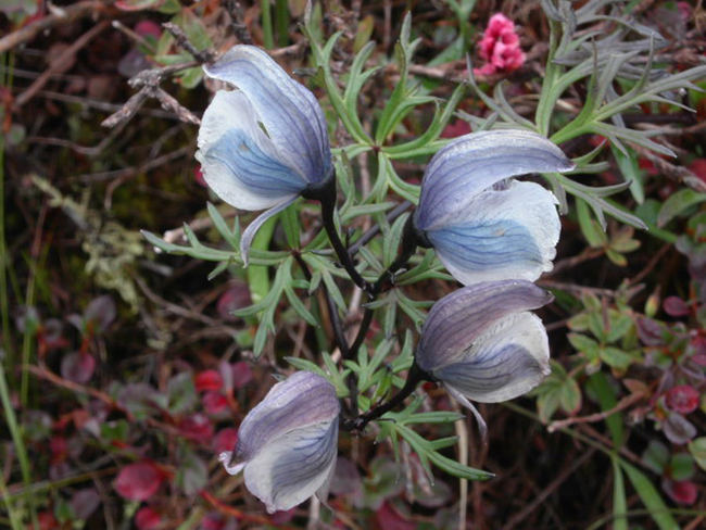 Nepal_2003_Flora_016